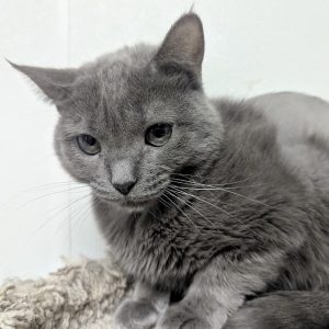 Picture of Indigo