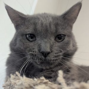 Picture of Indigo