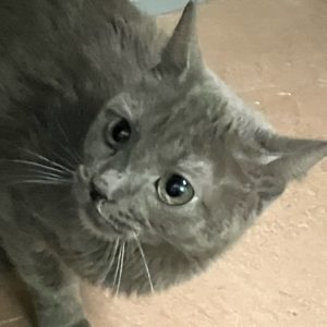 Picture of Indigo
