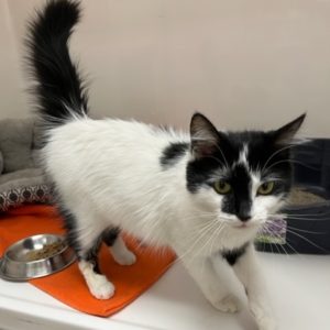 Picture of Jazz