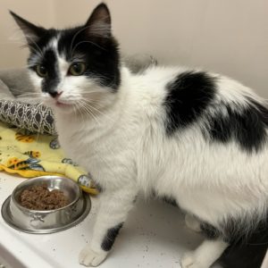 Picture of Jazz