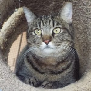 Picture of Luna