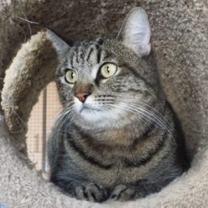 Picture of Luna