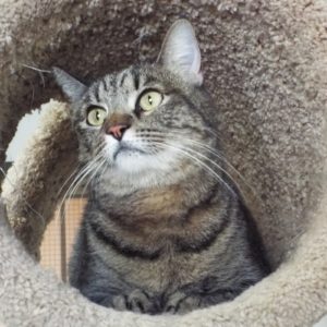 Picture of Luna