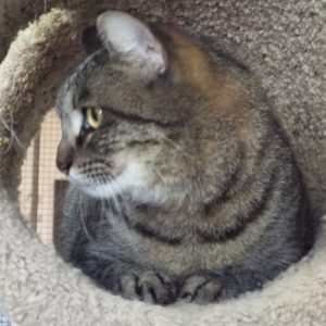 Picture of Luna