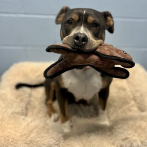 Picture of Penny