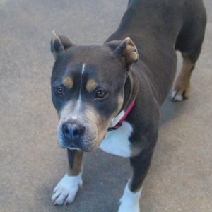 Picture of Penny