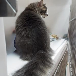 Picture of Rainy