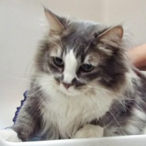 Picture of Rainy