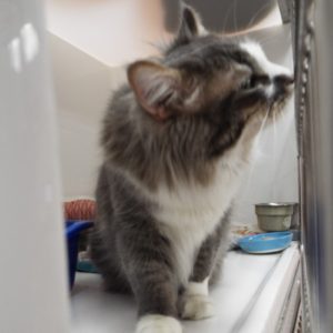 Picture of Rainy