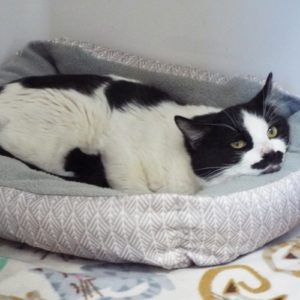 Picture of Schnitzel