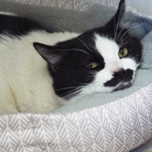 Picture of Schnitzel