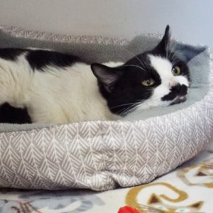 Picture of Schnitzel