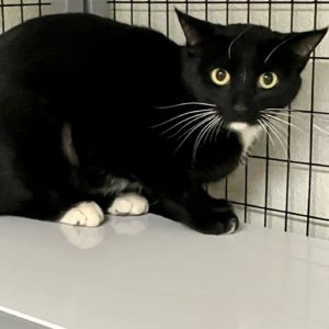 Picture of Shiloh