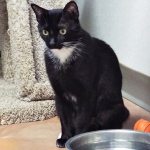 Picture of Shiloh