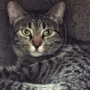 Picture of Squiggles