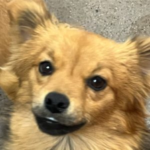 Picture of Zsa Zsa