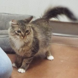 Picture of Blossom