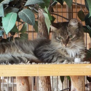 Picture of Blossom