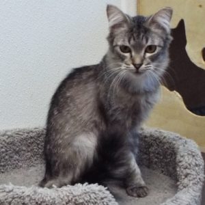 Picture of Blossom