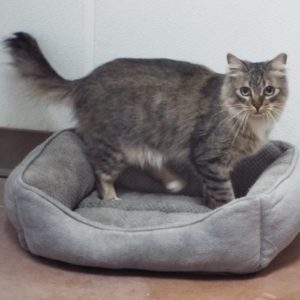 Picture of Blossom