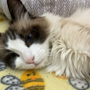 Picture of Blue