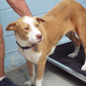 Picture of Copper