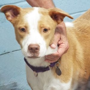 Picture of Copper