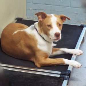 Picture of Copper