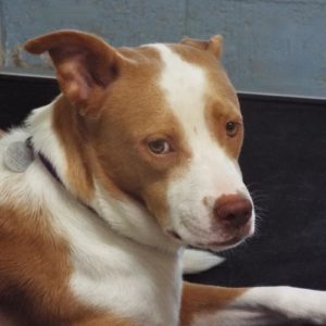 Picture of Copper