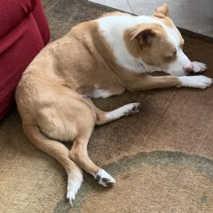 Picture of Copper