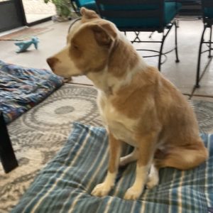 Picture of Copper
