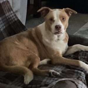 Picture of Copper
