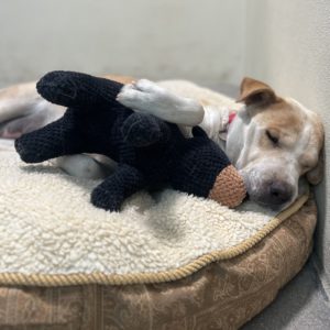 Picture of Cricket