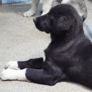 Picture of Denali