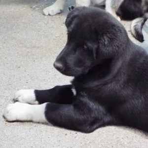 Picture of Denali