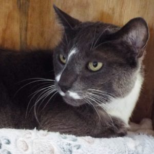 Picture of Dexter