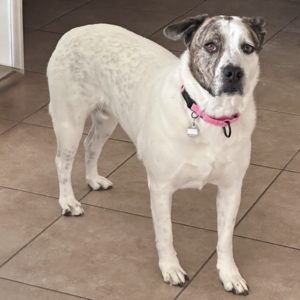 Picture of Dolly