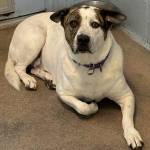 Picture of Dolly