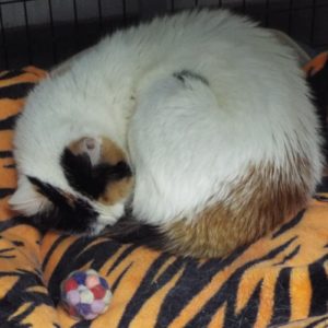 Picture of Dreamsicle