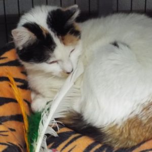 Picture of Dreamsicle