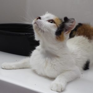 Picture of Dreamsicle