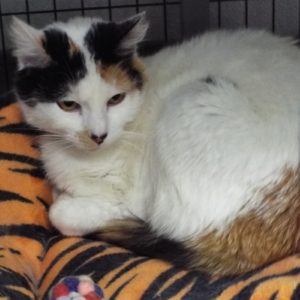 Picture of Dreamsicle