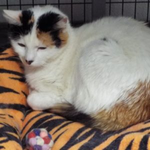 Picture of Dreamsicle