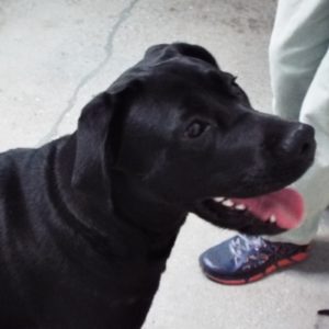 Picture of Ebony