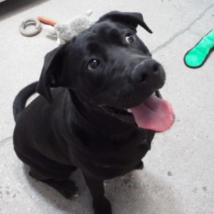 Picture of Ebony
