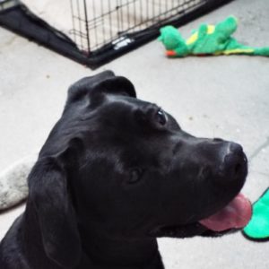 Picture of Ebony