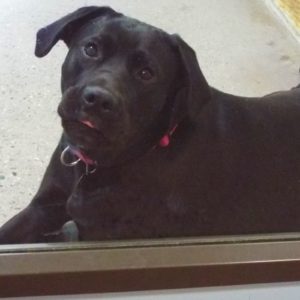 Picture of Ebony