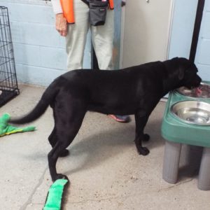 Picture of Ebony