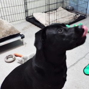 Picture of Ebony